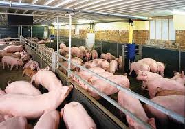 Mô hình chăn nuôi chọn lọc trong chuồng trại lạnh của thịt heo hữu cơ